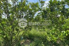 Kẹt tiền cần bán 3sào đất vườn trái cây sổ sẵn