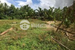 Cách đường đt605 chỉ 800m sẵn sổ đỏ