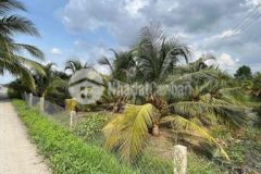 Đất lúa được chuyển thổ cách ub xã mỹ lạc 1km