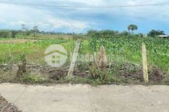 Khu phố lo gạch tt tân hòa h gò công đông