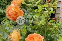 Đất vườn nghĩ dưỡng 1050m2