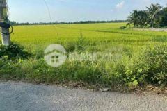 Bán 5 công ruộng ở long xuyên