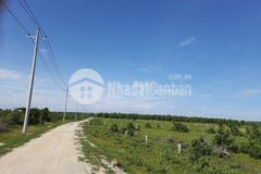 Cần bán gấp vườn thanh long đang canh tác shr