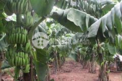 Về quê sinh sống cần bán rẻ lô đất sào tây ninh