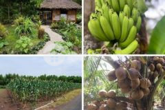 Đất vườn cây ăn quả bà rịa vũng tàu nh cho vay