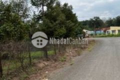 Kẹt tiền bán vườn trái cây giá ngộp 450tr