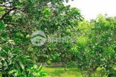 Cần bán vườn trái cây đang thời gian thu hoạch