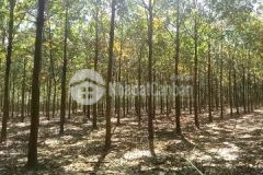 Bán đất châu thành tây ninh 1900m2 ngang mt 120m2