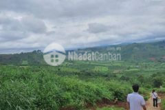 Bán 2 ha đất dự án xã liên đầm di linh lâm đồng