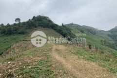 Bán mảnh đất siêu rẻ, làm nông nghiệp tại mộc châu