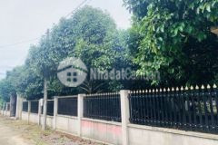 Vườn cây măng cụt đường beton siêu đẹp