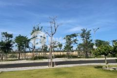 Đất mặt tiền ql1a thị xã hoài nhơn giá rẻ