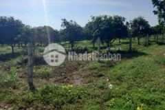 Bán đất sào tại thôn tân lý1 xã tân bình tx la gi