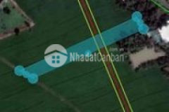 Lúa non tuyến tránh trung tâm giồng riềng