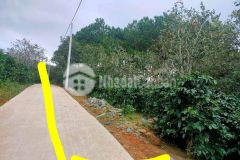 Lô goc 2 măt tiên đương ô tô 681m2 gia 1 ty 8 xuân trương novaland đa lat