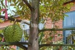 Bán thu hồi 9 8 sào đất homestay cho ac đầu tư