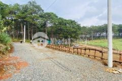 Bán biệt thự nghỉ dưỡng 550m2 cạnh rừng thông