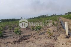 Đất chính chủ 65x150m mt kênh 1 binh lợi