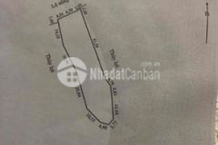 Cần bán một miến vườn trồng nhãn