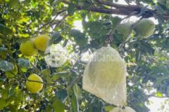 Đất giáp suối lớn trên đất đang trồng trái cây