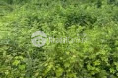 Kẹt tiền bán lô đất đường nhựa 6m huyện lộc ninh