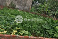 Bán đất đẹp phố chợ lực canh xuân canh, đông anh, gần vin cổ loa, cach chợ 50m