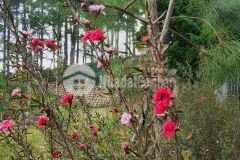 Bán lô đất trong làng kiwuki villa tp bảo lộc dt 825m2 giá 9 trm