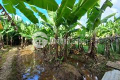 Bán lô đất 500m tặng vườn cây ăn trái