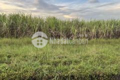 Dat 7 5cong gia mềm ở tan bien tay ninh