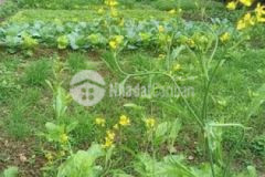 Cần tiền lấy vợ nên bán gấp đất giá rẻ