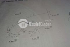 Bán 2 3ha đât rừng sản xuất có sổ đã phủ bạch đàn