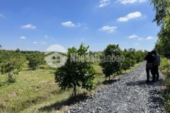 Bán gấp lô đất 4000m2 giá chỉ 4trm2 long an