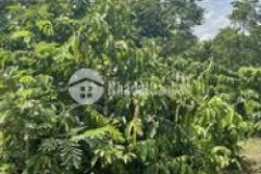 1800m2 đất đỏ bazan tại phú xuân giá cực rẻ