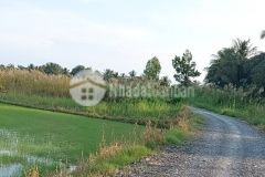 Bán đất lúa hơn 7000 m2 tại xã tân nhựt bình chánh