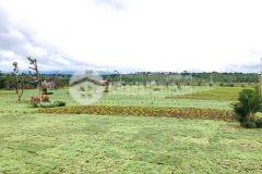 Vì có việc quá đột xuất nên chủ đất cần bán để xoay sở. giá rẻ nhất trên trục đường.