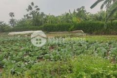 Đất nông nghiệp sông hồng