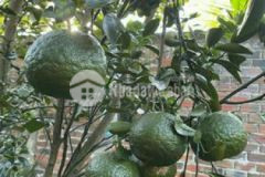 10 000m2 đất vườn bưởi view sông ba lai 60m mtien