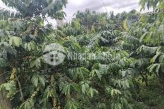 4500m2 có nguồn thu đất bảo lâm chỉ 2tỉ 025tr