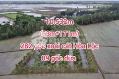 Vườn xoài cát 10 532m 3 năm tuổi