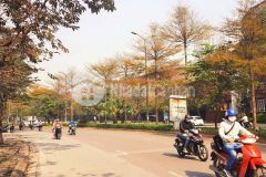 Bán gấp 206m2 đất mặt phố nguyễn khánh toàn cầu giấy,mt12m giá 50 tỷ