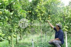 Vườn quýt trĩu quả thu hoach trái quanh năm shr