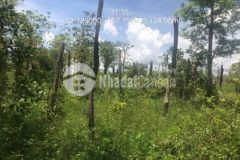 Thanh lý đất nông nghiệp