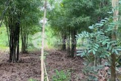 Đất cây lâu năm được quy hoạch lên thổ cư