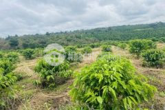 Đất gần ngã 3 đồi thông sẵn sổ giá rẻ đầu tư