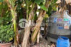 Cần bán đất quách điêu 4x24