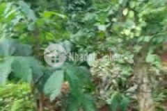 Đất rẫy 6 5 sào 140trsào tx buôn hồ đắk lắk