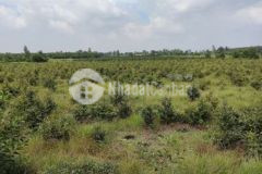 Đất bán 4 lô liền kề tân thành thủ thừa long an