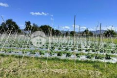 Siêu phẩm khu đường bàn cờ thị trấn chợ lầu