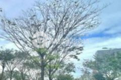 Cặp thanh lương 23 view tiện ích sát công viên