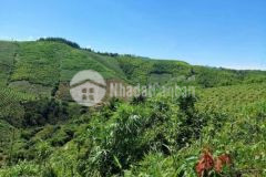 Bán đất mặt tiền đường quốc lộ thông đà lạt daklak